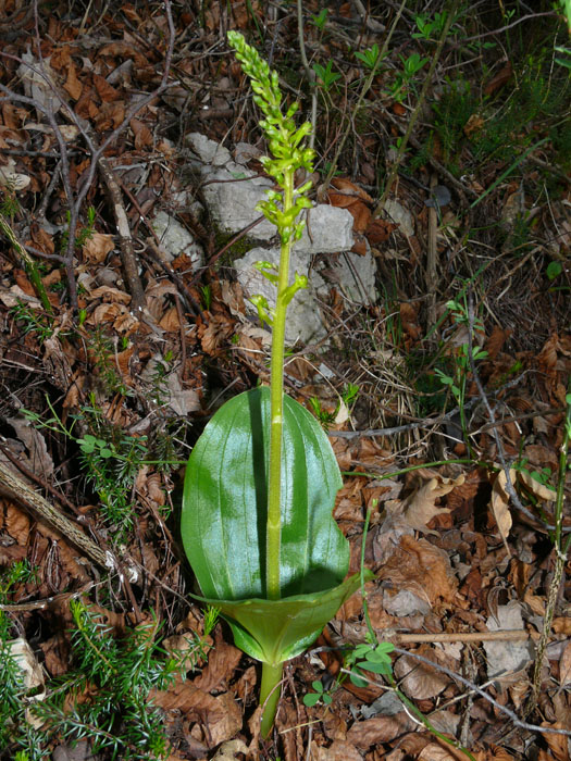 Neottia ovata (=Listera ovata)